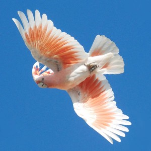 600px-Cacatua_leadbeateri_-flying_-Australia_Zoo-8-2cr