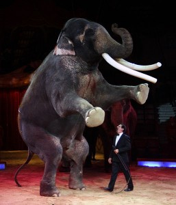 Circus Krone's Colonel Joe, "the world's largest elephant", but still not big enough to keep those bastards from hacking the tips of his tusk off