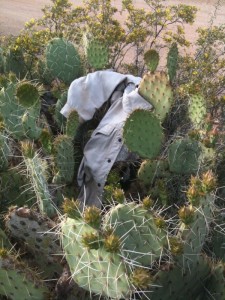 A migrant's jacket I found in the prickly pear