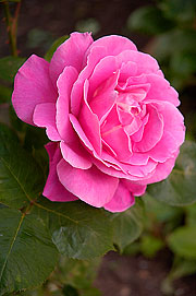 pink-rose-sm