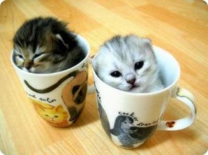 kitties-in-teacup1